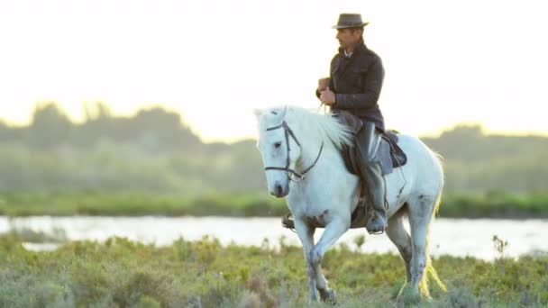 Vaquero montando en blanco caballo Camargue — Vídeos de Stock