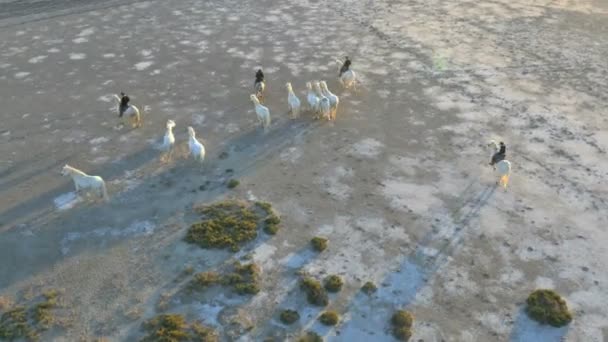 Herd of Camargue horses with cowboys — Stock Video