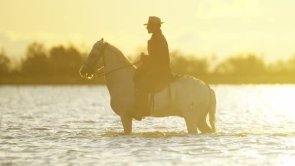 Cowboy Ridning på vita Camargue häst — Stockvideo