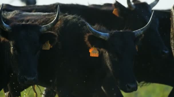 Animais da espécie bovina — Vídeo de Stock