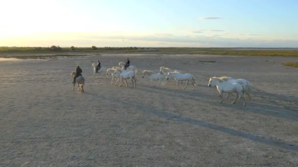 Αγέλη των αλόγων Camargue με καουμπόηδες — Αρχείο Βίντεο