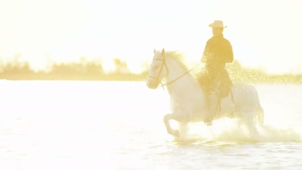 Cowboy equitação no branco camargue cavalo — Vídeo de Stock