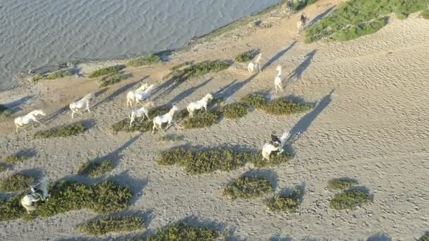 Kudde van Camargue paarden met cowboys — Stockvideo