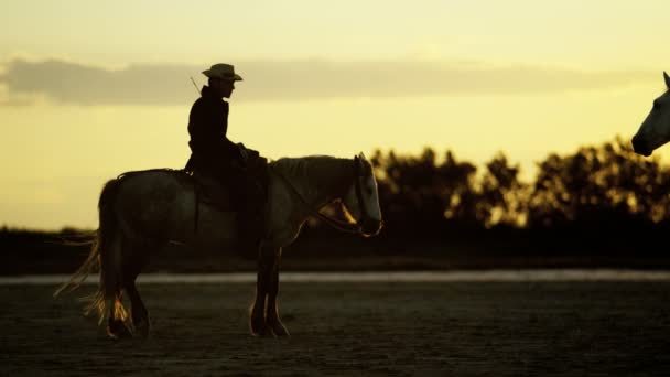 Cowboy cavalcando su cavallo bianco — Video Stock