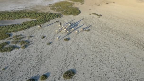 Herd of Camargue horses with cowboys — Stock Video