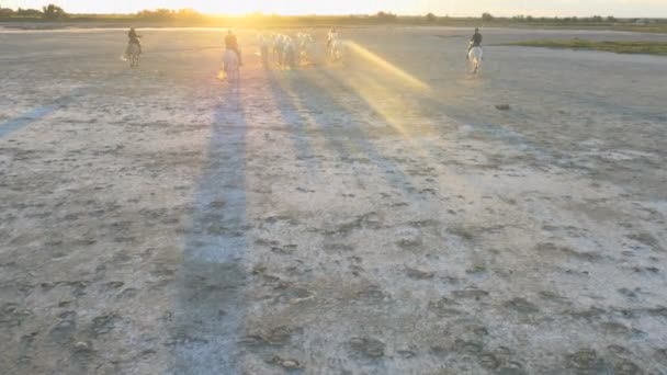 Αγέλη των αλόγων Camargue με καουμπόηδες — Αρχείο Βίντεο