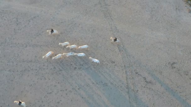 Manada de caballos de Camarga con vaqueros — Vídeos de Stock