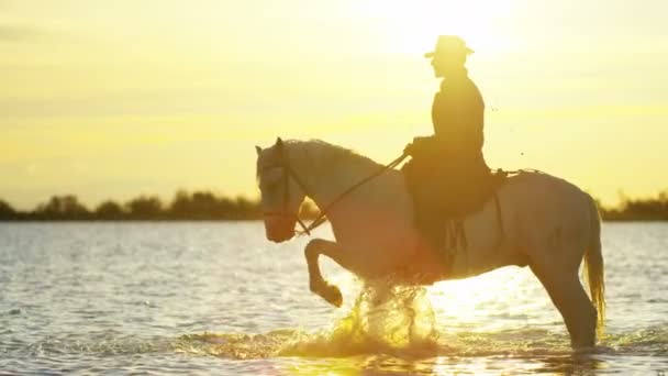 Cowboy rijden op het witte paard van de Camargue — Stockvideo