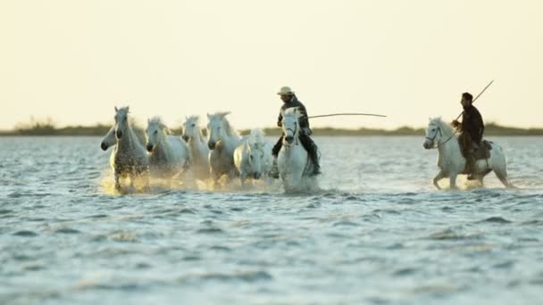 Mandria di cavalli Camargue con cowboy — Video Stock