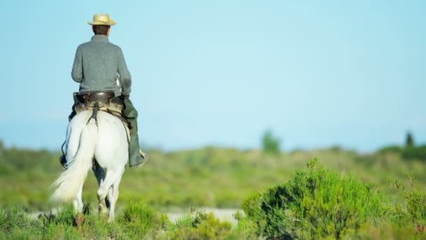 Vaquero montando en blanco caballo Camargue — Vídeo de stock
