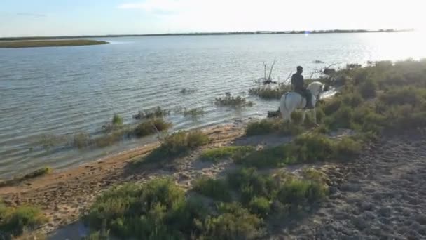 Cowboy reitet auf weißen Camargue-Pferden — Stockvideo