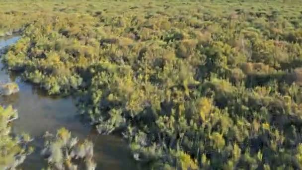 Cowboy equitação no branco camargue cavalo — Vídeo de Stock