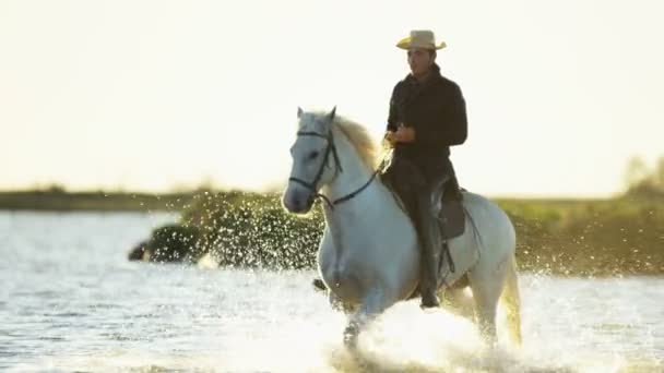 Cowboy equitação no branco camargue cavalo — Vídeo de Stock