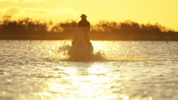 Cowboy reitet auf weißen Camargue-Pferden — Stockvideo