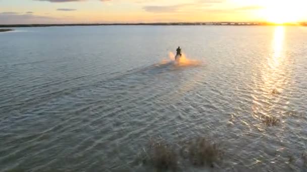 Vaquero montando en blanco caballo Camargue — Vídeos de Stock