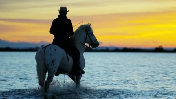 Cowboy equitação no branco camargue cavalo — Vídeo de Stock