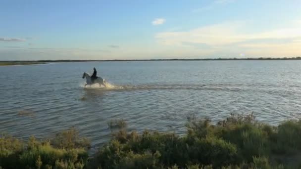 Cowboy Ridning på vita Camargue häst — Stockvideo