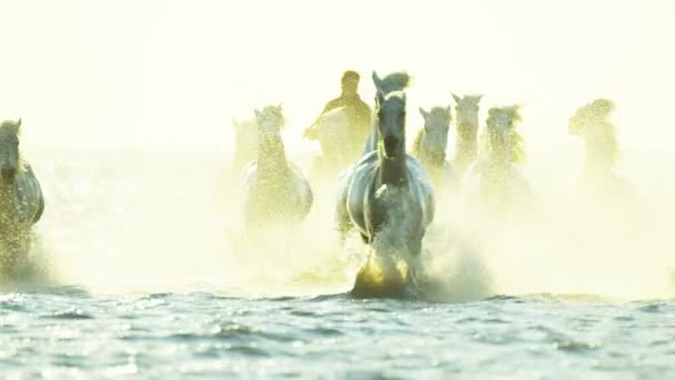 Kudde van Camargue paarden met cowboy — Stockvideo