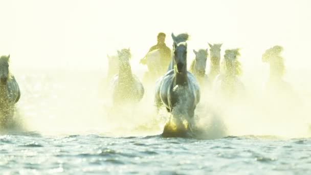 Herd of Camargue horses with cowboy — Stock Video