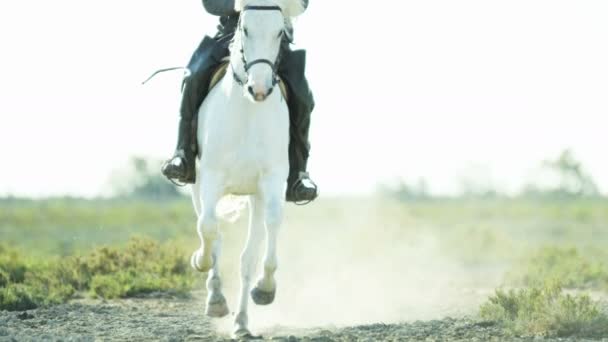 Cowboy jazda na biały koń Camargue — Wideo stockowe