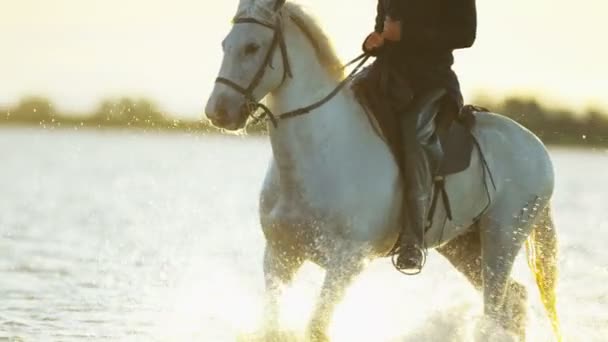 Vaquero montando en blanco caballo Camargue — Vídeos de Stock