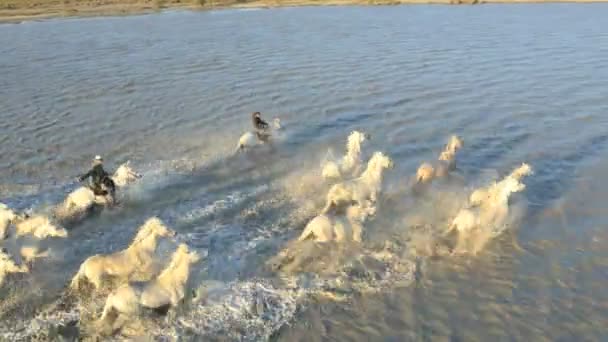 Herd of Camargue horses with cowboys — Stock Video