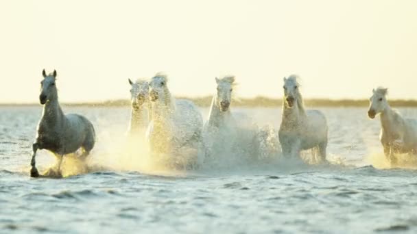 Caballos blancos animales — Vídeo de stock