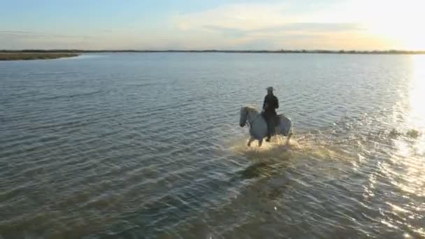 Cowboy cavalcando sul cavallo bianco Camargue — Video Stock