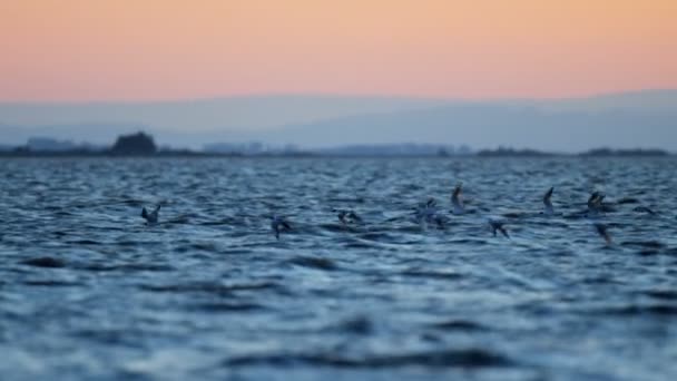 Flamingo pássaros voando sobre a água ao pôr do sol — Vídeo de Stock