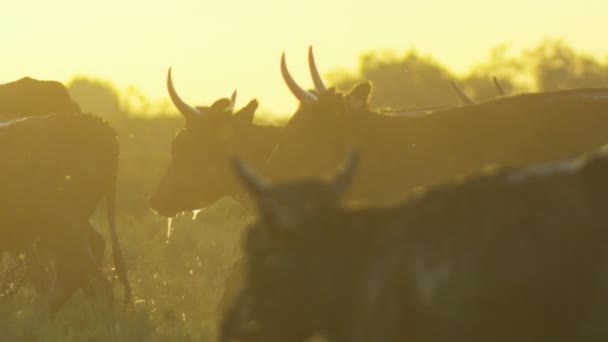 Animais da espécie bovina — Vídeo de Stock