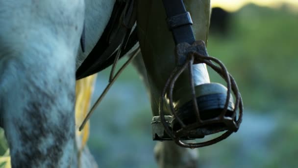 Branco cavalo camargue — Vídeo de Stock