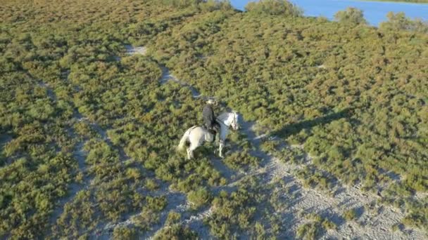 Cow-boy chevauchant sur cheval Camargue blanc — Video