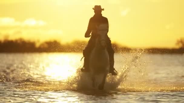 Cow-boy chevauchant sur cheval Camargue blanc — Video