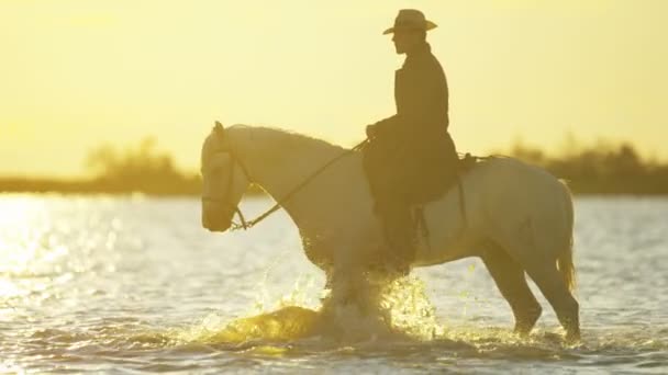 Ковбой їзда на білому коні Камаргу — стокове відео