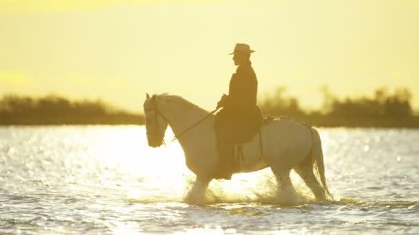 Vaquero montando en blanco caballo Camargue — Vídeos de Stock