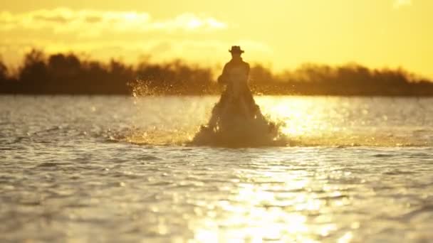 Cowboy reitet auf weißen Camargue-Pferden — Stockvideo