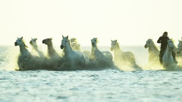 Herde Camargue-Pferde mit Cowboys — Stockvideo