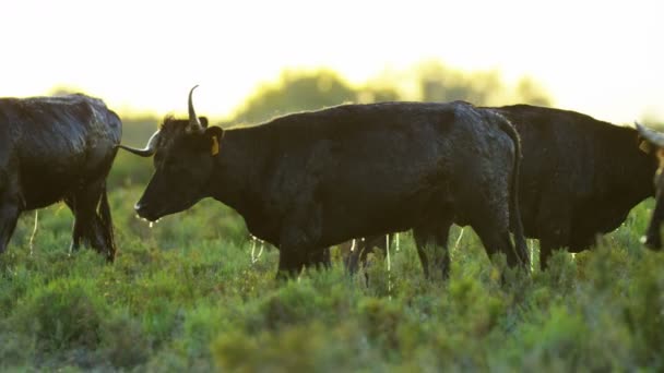 Bull animals livestock — Stock Video