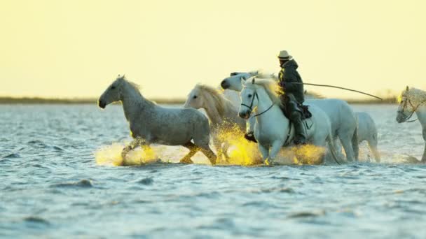 Mandria di cavalli Camargue con cowboy — Video Stock