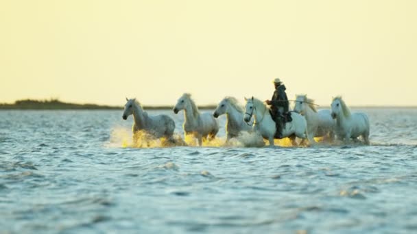 Kudde van Camargue paarden met cowboy — Stockvideo