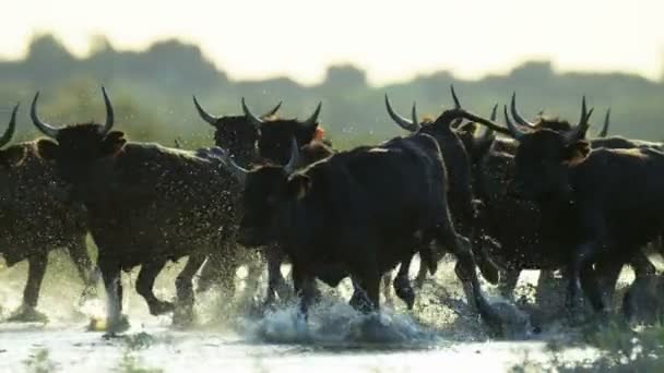 Bull djur djur — Stockvideo