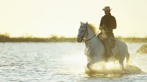 Ковбой на белом коне Камарга — стоковое видео