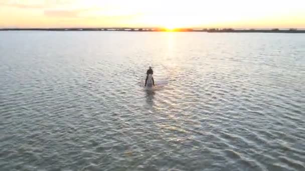 Cow-boy chevauchant sur cheval Camargue blanc — Video