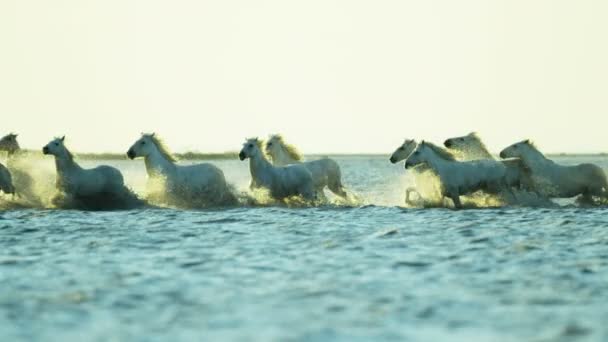 Witte paarden dieren — Stockvideo