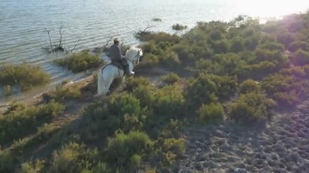 Cowboy equitação no branco camargue cavalo — Vídeo de Stock