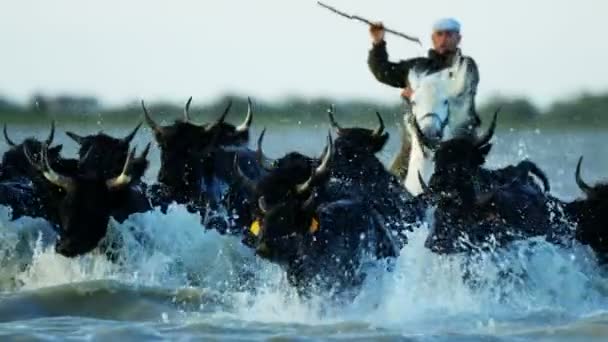 Rebaño de toros de Camargue con vaquero — Vídeos de Stock