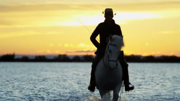 Cowboy reitet auf weißen Camargue-Pferden — Stockvideo