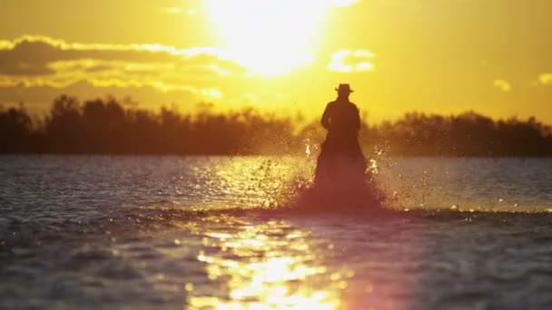 Vaquero montando en blanco caballo Camargue — Vídeo de stock