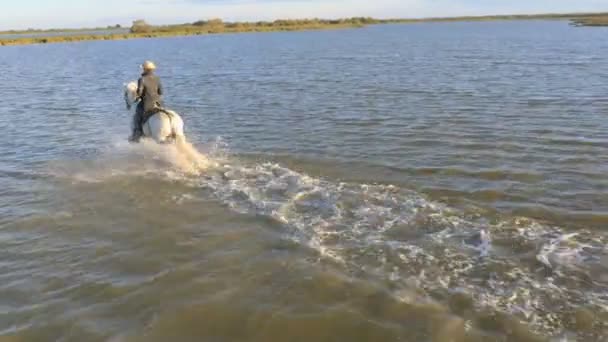 Cow-boy chevauchant sur cheval Camargue blanc — Video