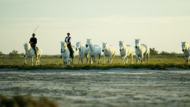 Kudde van Camargue paarden met cowboys — Stockvideo